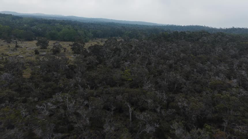 Aerial view of a vast cloudy forest landscape stretching into the distance