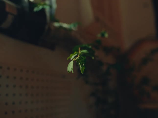 A potted plant beside a poster on a wall indoors at midday