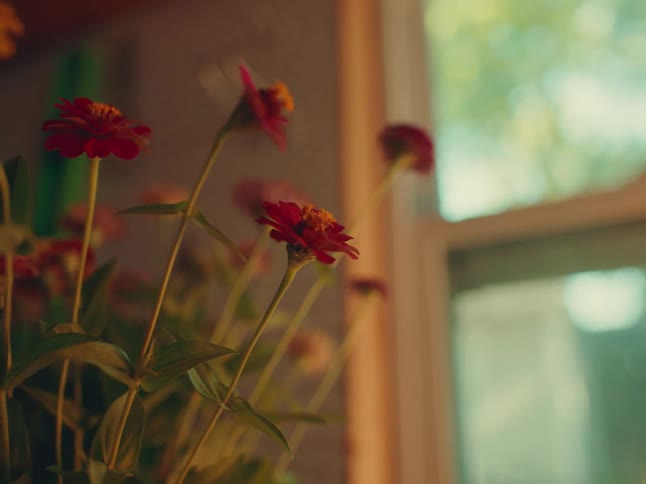 Red flowers in a vase near a window lit by natural light