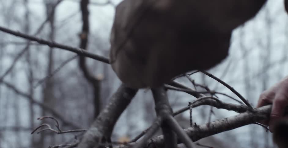 A man is gathering up branches on a field