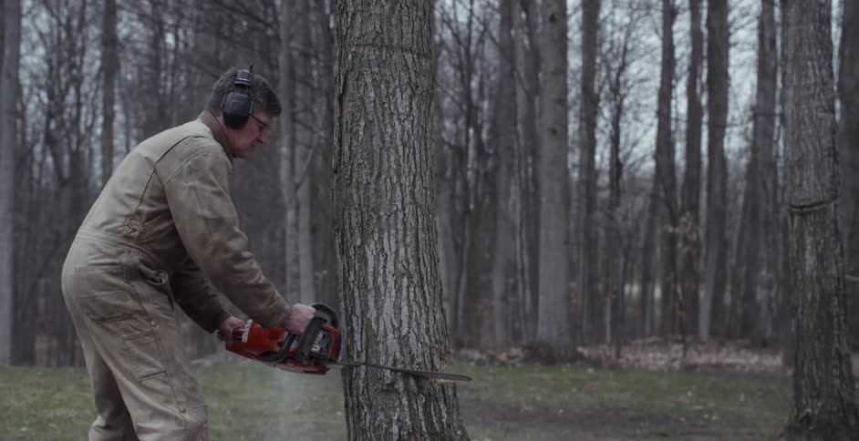 A man uses a chainsaw to cut down a tree
