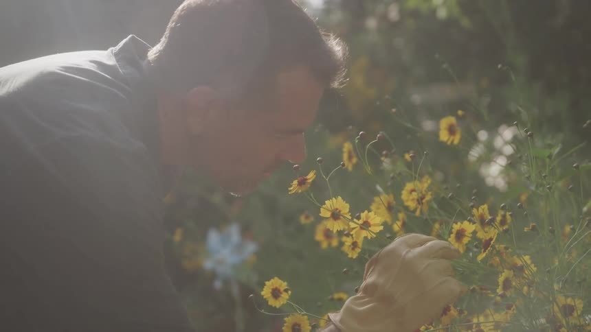 A man wearing gloves tends to yellow wildflowers in soft afternoon light
