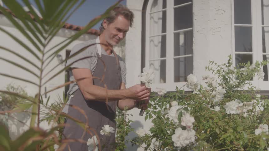 A smiling man wearing a gray apron and tshirt carefully trims a white flower bush in a sunny garden