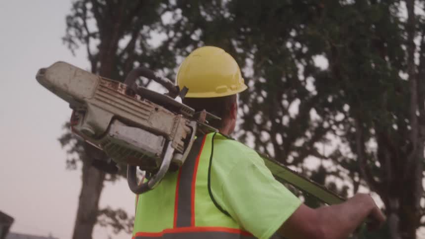 The worker has a chainsaw on his shoulder and is looking up at the trees