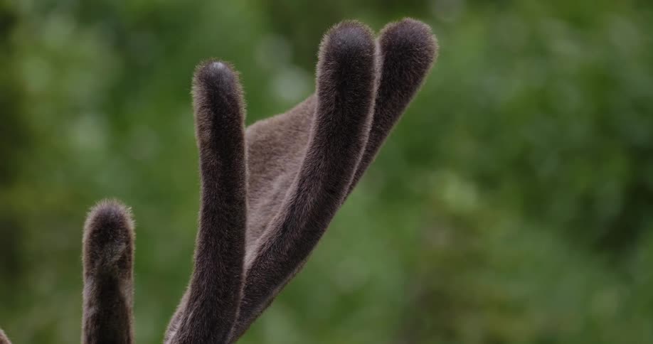 A moose horn is covered with fur