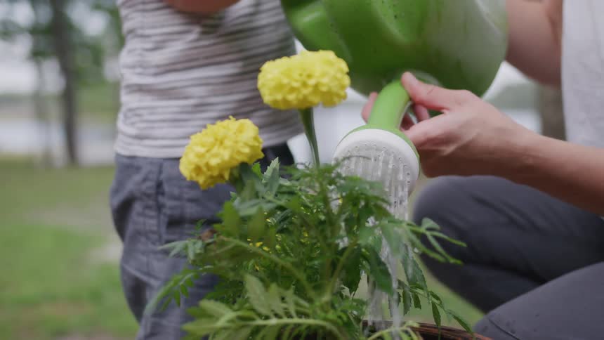 Hands water yellow flowers in a pot using a green watering can