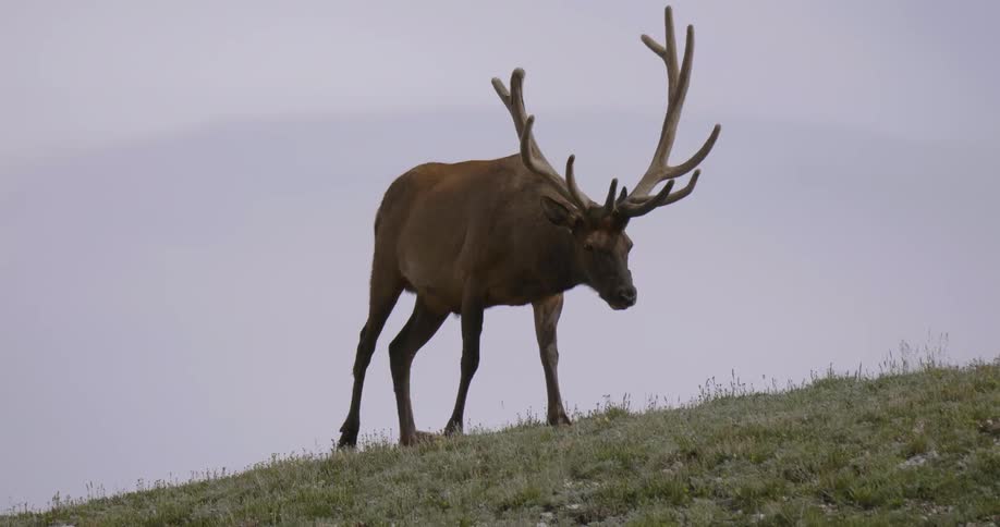 An elk grazes on grass