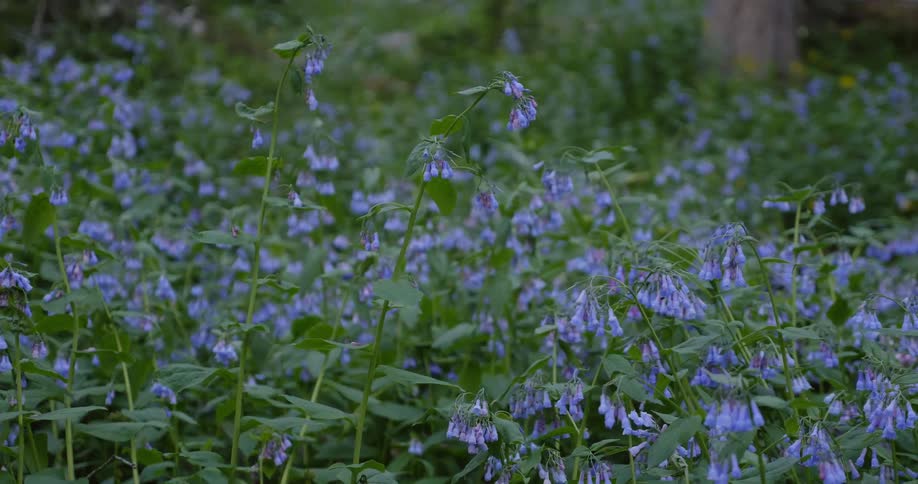 Blue flowers with green leaves