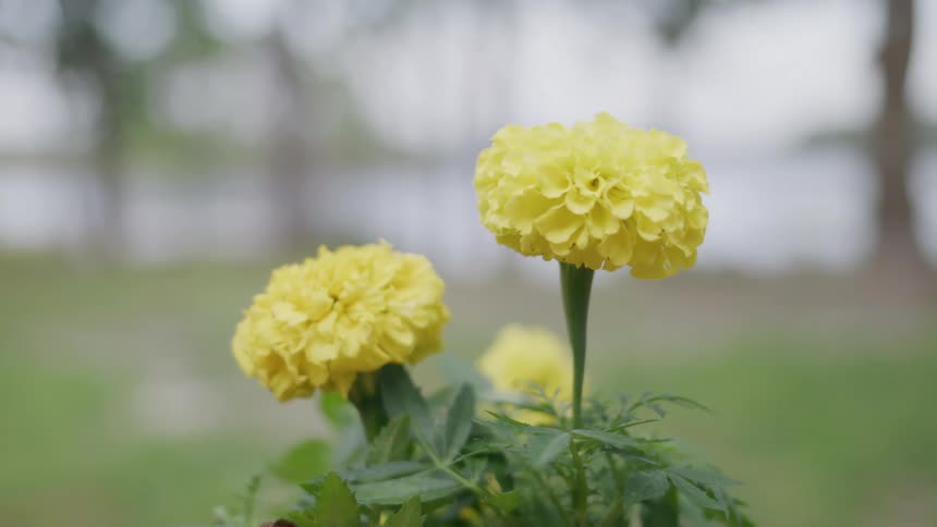 A closeup shot of two vibrant yellow flowers with green leaves with the cameras focus shifting to reveal the intricate details of the petals against a blurry background of a park or garden
