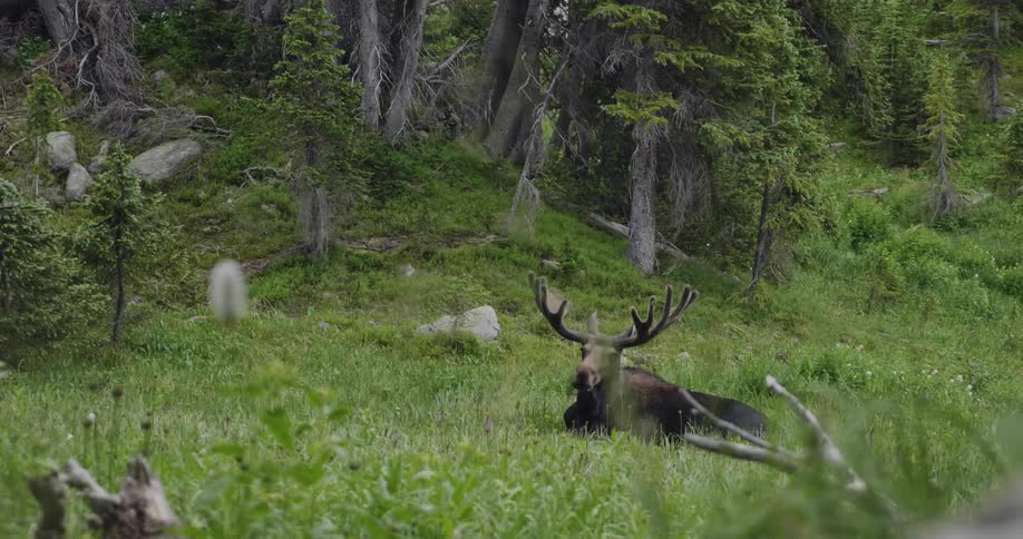 A moose lies in the wilderness