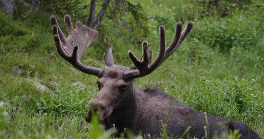 A moose lays in the grass