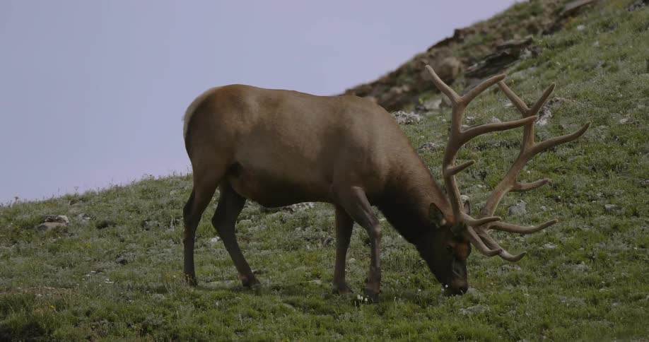 An elk grazes on a hillside