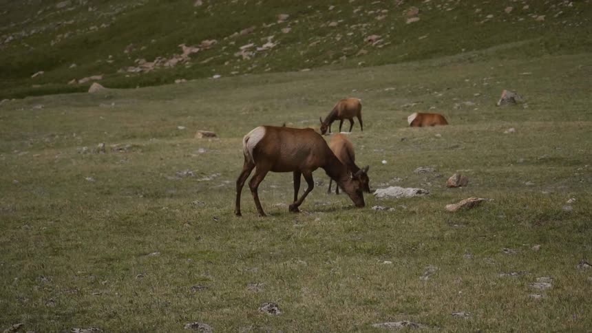 elk are grazing on the field