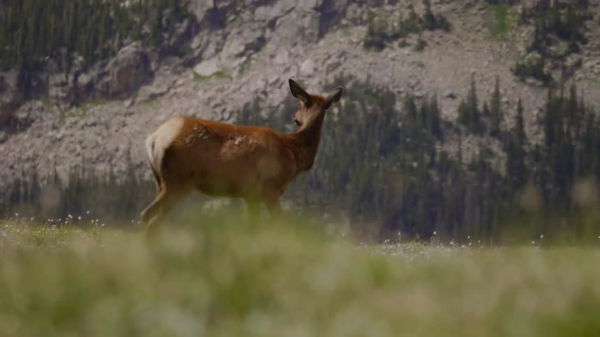 An elk stands atop a hill