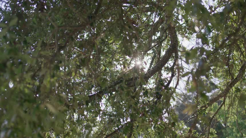 Sunlight filtering through the trees in the forest