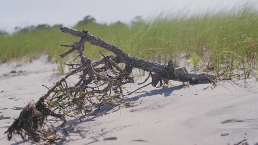 A weathered piece of driftwood with gnarled roots is lying on a sandy beach in front of a field of tall green grass