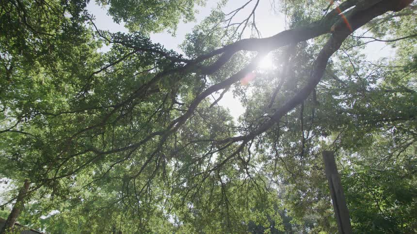 Sunlight filtering through the trees in the forest