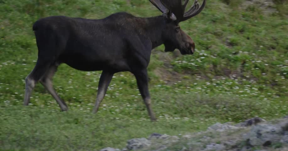 A moose is walking along the grass