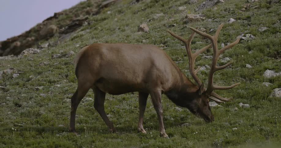 An elk walks along a grass covered hill