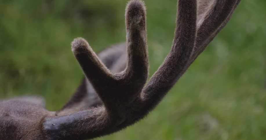 An animal with large horns moves its ears