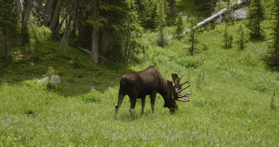 A moose is grazing on tall grass