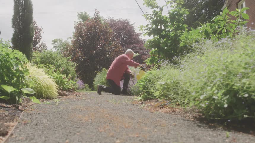 A man waters plants along garden path in sunlight