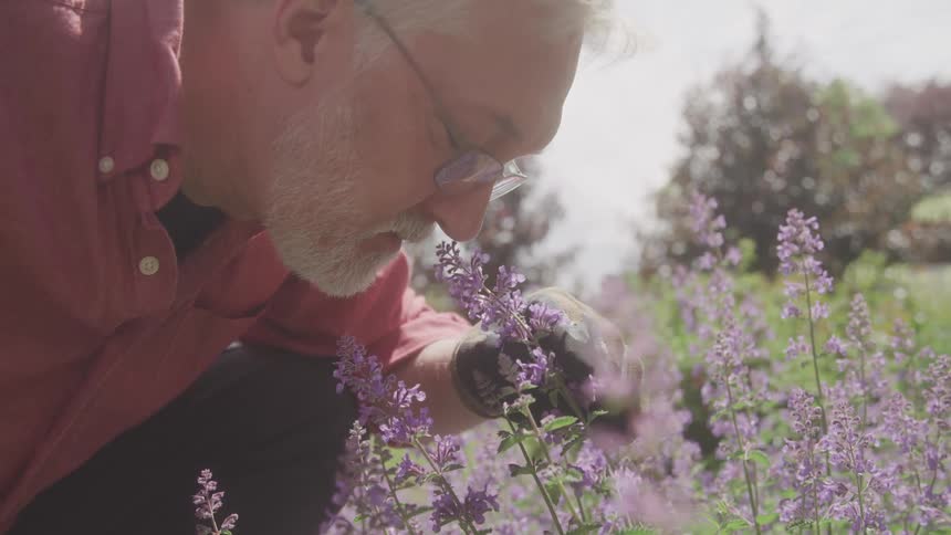A man in a red shirt leans in to smell purple flowers in a sunlit garden surrounded by blooming plants