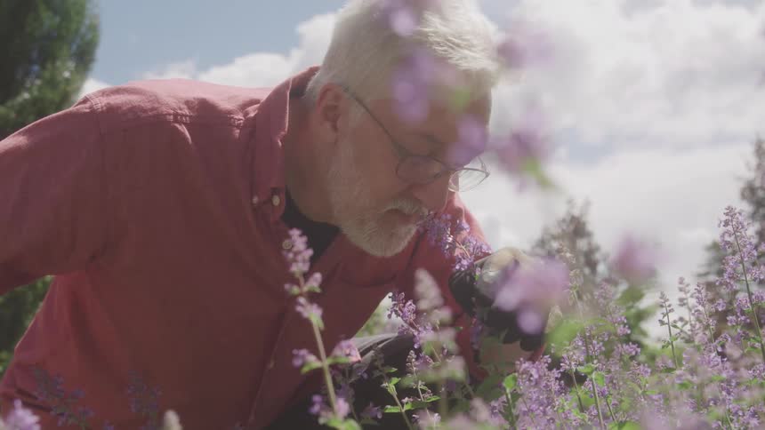 A man leans into a sunlit garden gently inhaling the scent of blooming lavendercolored flowers