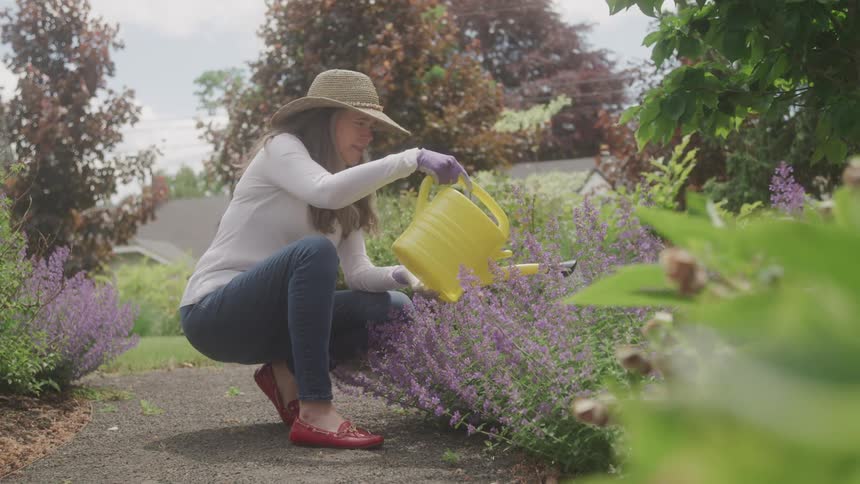 Woman wearing a straw hat waters purple flowers in a garden