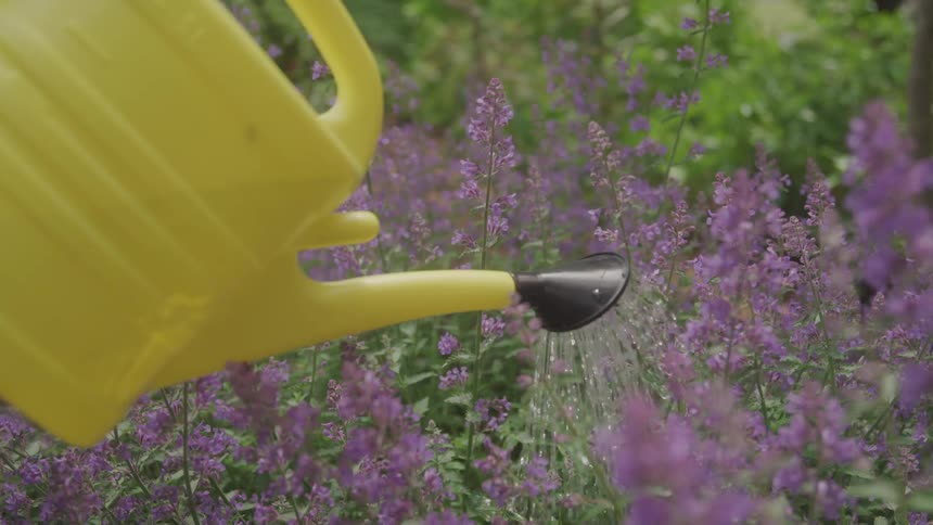 Watering purple flowers in the garden with a plastic yellow watering can