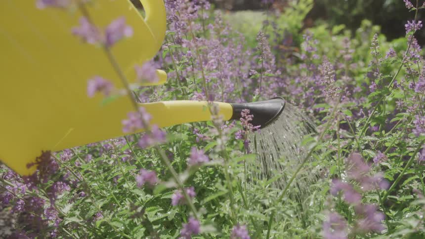 A yellow watering can sprinkles water over a dense patch of blooming purple flowers