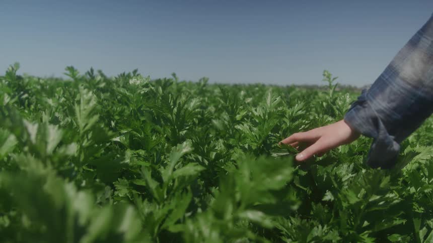 Hand gently touches the green leaves of a crop under a clear sky