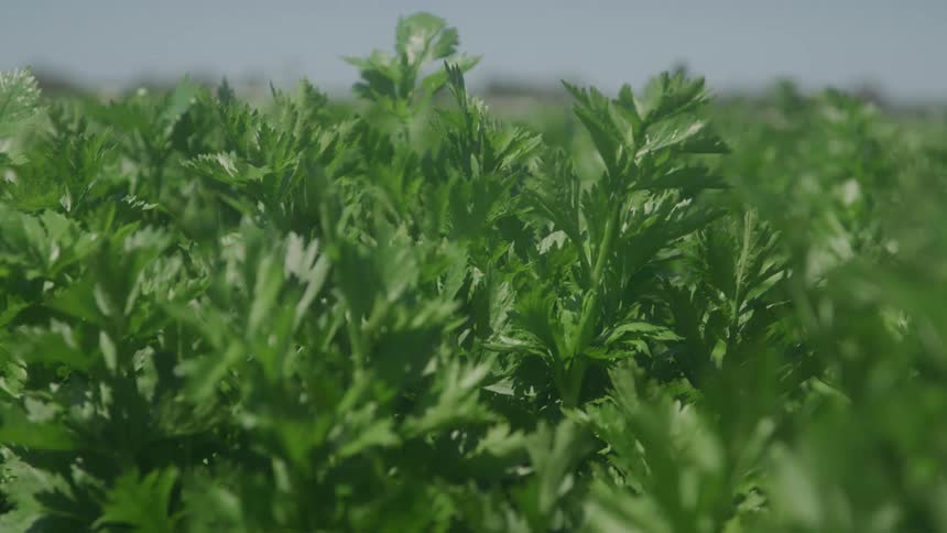 Green leafy plants growing densely under daylight