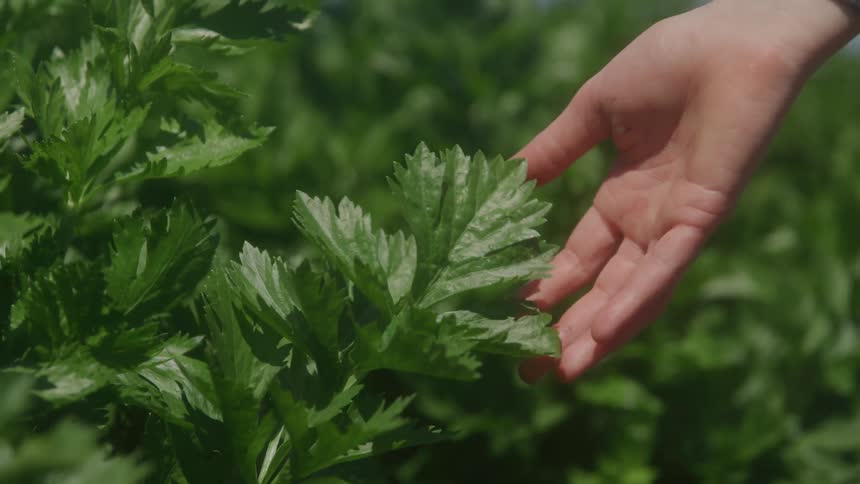 Close up of a womans hand gently touching a green plant outdoors in a garden during daytime