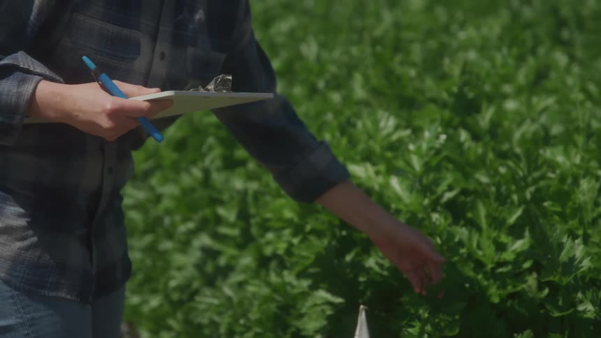 Agricultural expert examining plants growing in the fieldmakes notes
