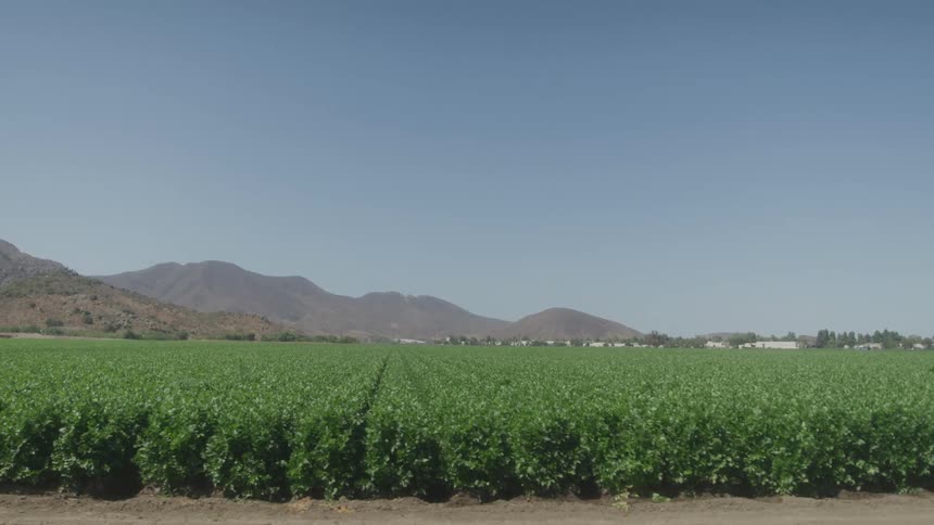 Green plantation stretches toward the mountains under a clear sky