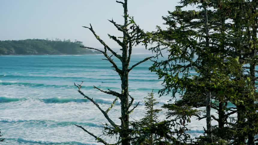 Trees by the seaside frame the view of the ocean with gentle waves