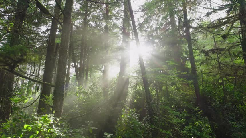 Sunlight streams through the tree canopy in a dense forest