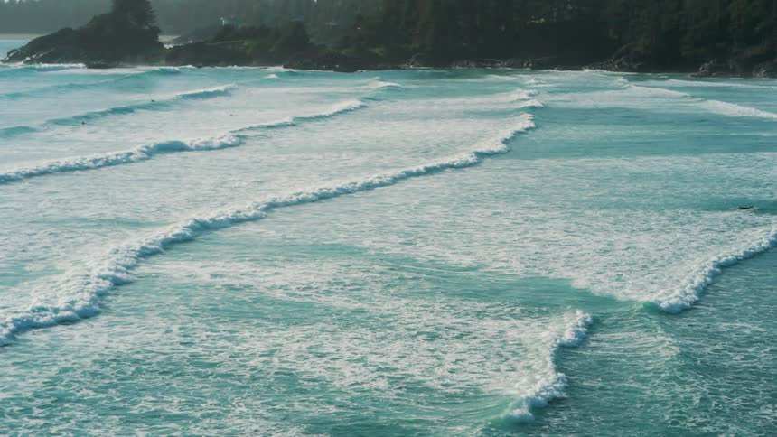 A forest is on the ocean shore