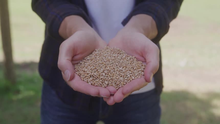 A farmer wearing a black jacket and jeans holds a large handful of grain in cupped hands
