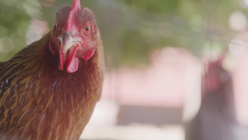A chicken with rich brown and black feathers stands alert with sunlight filtering through the background