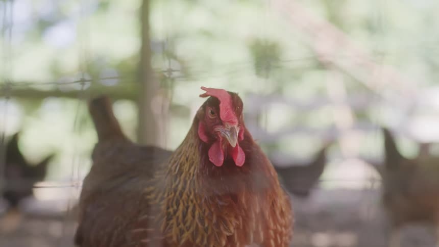 Hens walk around together on the farm
