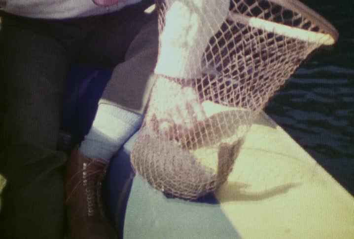 Fish is caught in a net from the water