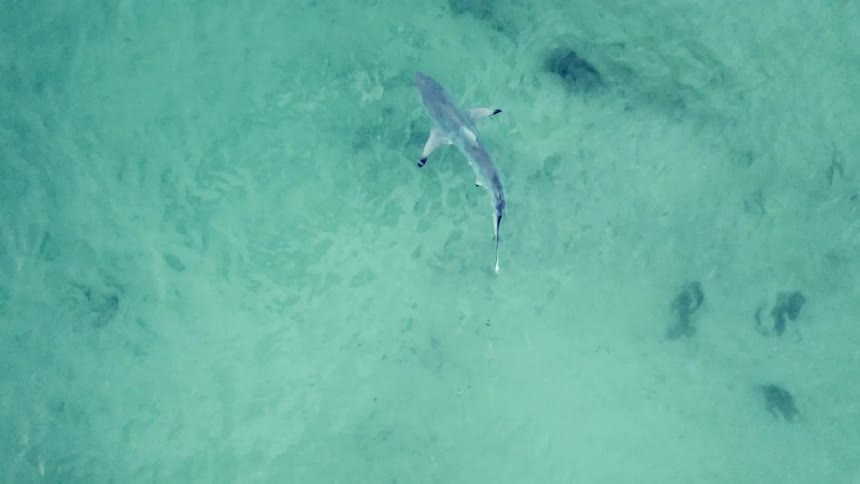 A shark is seen from above while it swims through clear ocean water