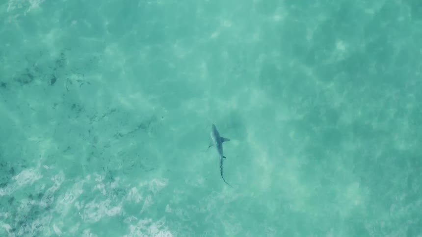Aerial of a shark swimming in clear blue ocean waters