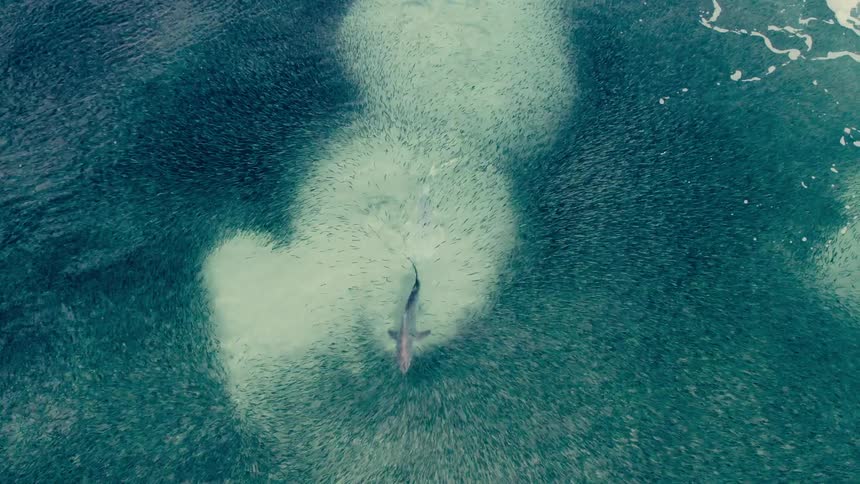 A shark swims through a large school of fish before being chased away by another shark