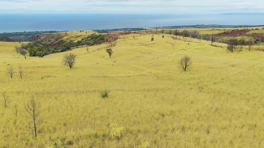 A grassland filled with grasses and sparse trees lies in the countryside at midday