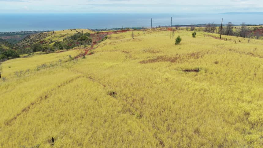 Vast field covered with yellowish vegetation overlooking the ocean in the background