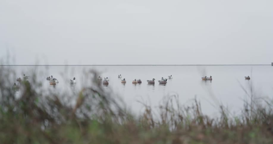 A wide shot shows a calm ocean with a shoreline visible in the distance partially obscured by green brush in the foreground the sky is overcast and the colors are muted
