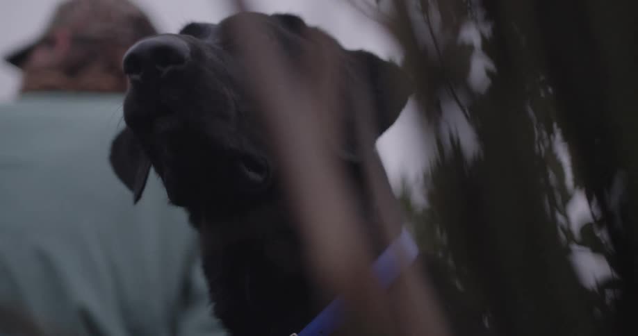 Blackcoated dog watches attentively beside a partially visible person